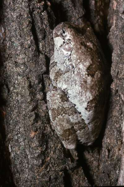Gray treefrog (Hyla versicolor). Gray treefrog (Hyla versicolor). Credit: Jack Ray
